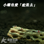 仿真蛇王木 14cm 香檳金色