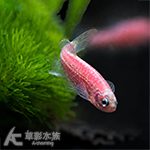 桃紅仙子 2.5~3cm