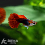紅玫瑰孔雀 短身（對魚）