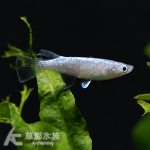 瑪利亞 美達卡 2~2.5cm
