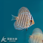 鈷藍七彩神仙 5~6cm
