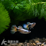 白金黃尾禮服孔雀（對魚）