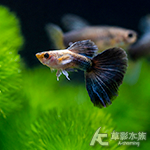 白金藍尾禮服孔雀（對魚）