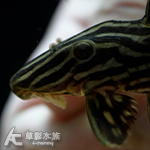 L027d 重金屬黃金雷神皇冠豹 7cm 013
