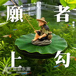 漂浮 江南大叔釣魚 荷葉