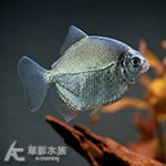 申古黃金勾丁銀板 4~4.5cm