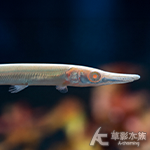 白子幽靈火箭 5.5cm