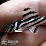 L046 熊貓異型 3.3~3.7cm 021-024