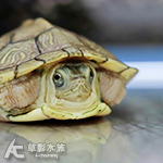 果凍巴西龜 NG 001