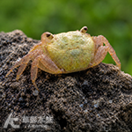 青蘋果娃娃相手蟹 1~1.3cm
