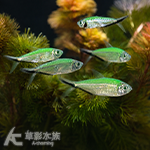 綠線黑尾大勾旗 3cm