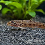 柯氏馬面鼠 3~3.5cm