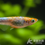 秘密三色 美達卡 2~2.5cm