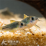 黃翅紳士鼠 3~4cm