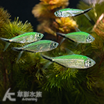 綠線黑尾大勾旗 3cm