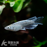 艾曼金 美達卡 2~2.5cm