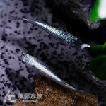 超級拉美改 美達卡 2~2.5cm