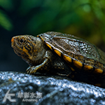 紅面蛋龜 008 3cm