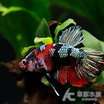 古銅錦鯉 PK將軍鬥魚 4cm