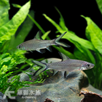 銀鯊 7~8cm