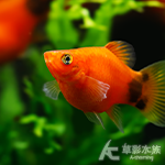 紅米奇茶壺