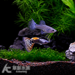 銀河紅馬賽克孔雀（對魚）