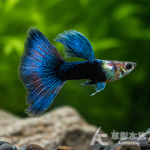 亮藍藍尾禮服孔雀（對魚）