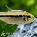 黃彩青魔鬼燈 2.5~3cm