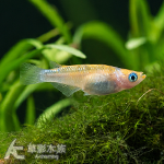 櫻餅 美達卡 2~2.5cm