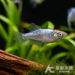 魯米娜 美達卡 2~2.5cm