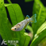 蛇墨武檸檬 美達卡 2~2.5cm