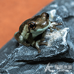 牛奶樹蛙（2cm）