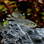 三色橘尾燈 2.5~3cm