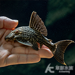 鑽石皇冠豹 12cm 006