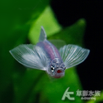 幻紫蝴蝶仙子 3~3.5cm