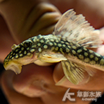 L014 黃金達摩異型 002 7cm