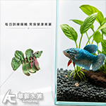 訓練鬥魚 鬥魚棒 綠紅可動