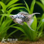 A級 大麥町天鵝 對魚 3~3.5cm