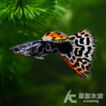 紅老虎緞帶孔雀 對魚 2.5~3cm