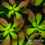 北美丁香 水上葉
