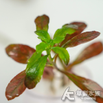 北美丁香 水上葉