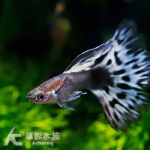 拉朱力紫馬賽克緞帶孔雀 對魚 2.5~3cm