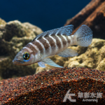 藍九間天堂鳥 6cm