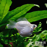 白茶壺 3~4cm