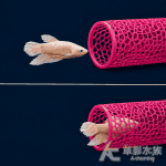 鬥魚睡睡洞 蜜桃粉