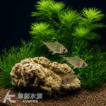 綠背血心燈 2.5cm