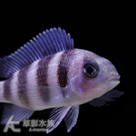 曼波藍六間 2.5~3cm