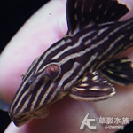 L027d 重金屬黃金雷神皇冠豹 014