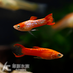 橘子精靈孔雀 對魚 2~3cm