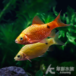 火玫瑰鯽 3.5~4.5cm